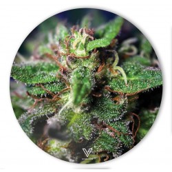 v-syndicate slikks dab mat with blue dream cannabis strain design